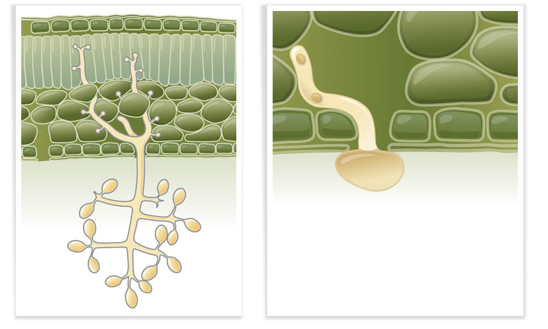 Phytophthora infestans Vektorgrafik
